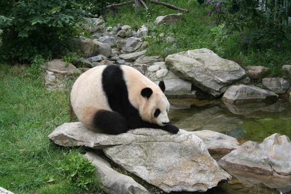 Giant Panda Bear Vienna Zoo