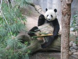 Giant Panda Bear Waving Ailuropoda melanoleuca