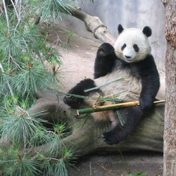 Giant Panda Bear Waving Ailuropoda melanoleuca