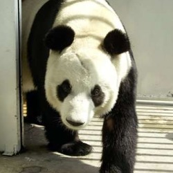 Giant Panda Bear Xin xin