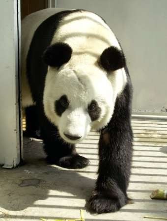 Giant Panda Bear Xin xin
