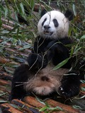 Giant Panda Bear Young_Chengdu_panda
