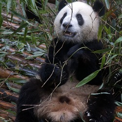 Giant Panda Bear Young_Chengdu_panda