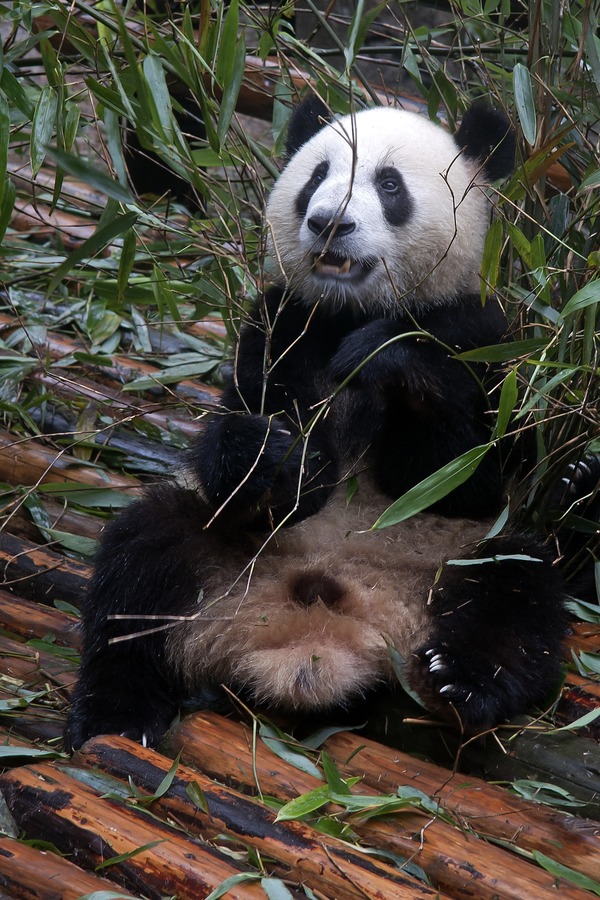 Giant Panda Bear Young_Chengdu_panda