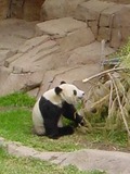 Giant Panda Bear _eating_Bamboo