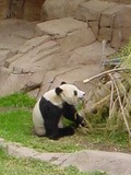 Giant Panda Bear _eating_Bamboo