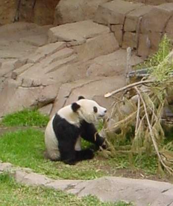 Giant Panda Bear _eating_Bamboo