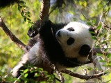Giant Panda Bear baby cub Ailuropoda melanoleuca