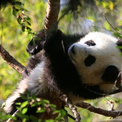 Giant Panda Bear baby cub Ailuropoda melanoleuca