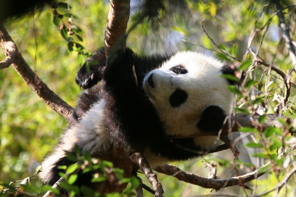 Giant Panda Bear baby cub Ailuropoda melanoleuca