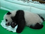 Giant Panda Bear Photo Gallery
