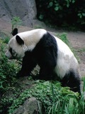 Giant Panda Bear bao bao germany