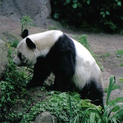 Giant Panda Bear bao bao germany