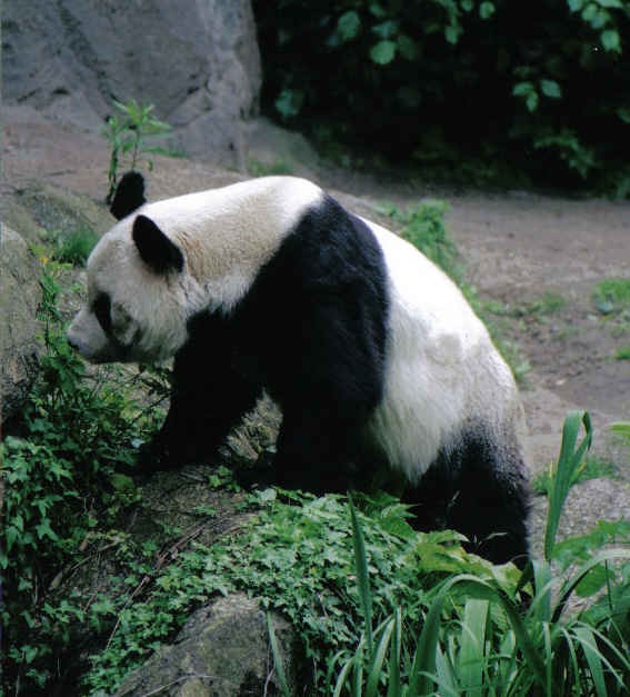 Giant Panda Bear bao bao germany