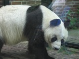 Giant Panda Bear bao_bao