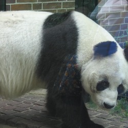Giant Panda Bear bao_bao