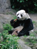 Giant Panda Bear baobao eating