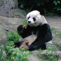 Giant Panda Bear baobao eating