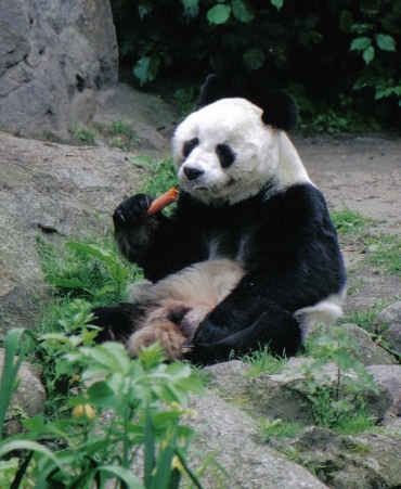 Giant Panda Bear baobao eating
