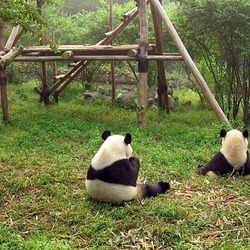 Giant Panda Bear black white