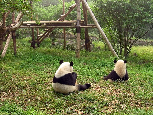 Giant Panda Bear black white