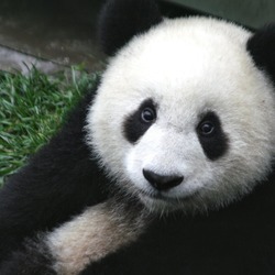 Giant Panda Bear cub Wolong ichuan China