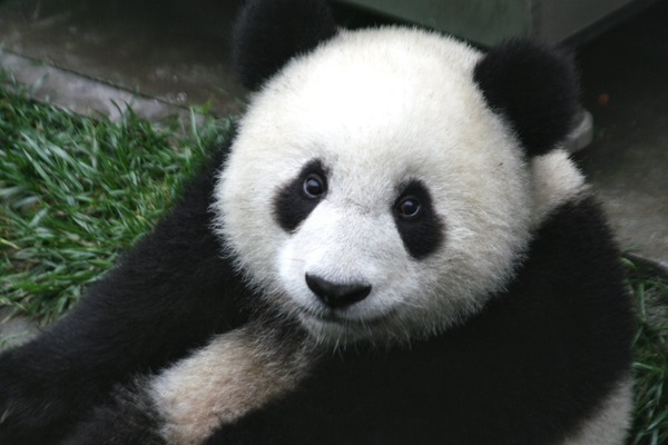 Giant Panda Bear cub Wolong ichuan China