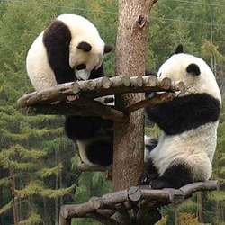 Giant Panda Bear cubs playing tree