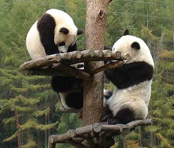 Giant Panda Bear cubs playing tree