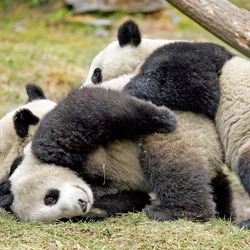 Giant Panda Bear cubs playing