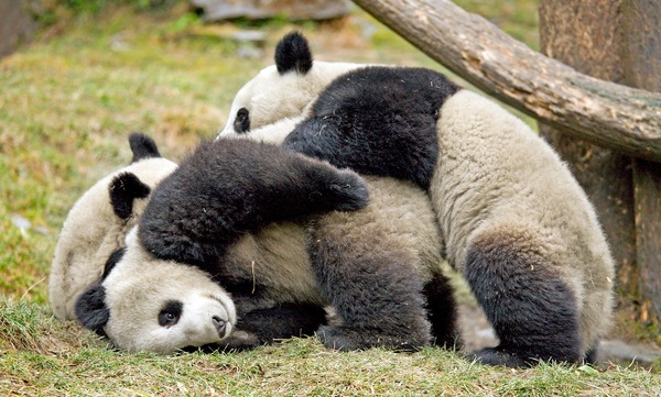 Giant Panda Bear cubs playing