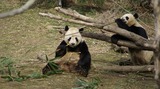 Giant Panda Bear Photo Gallery