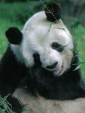 Giant Panda Bear eating
