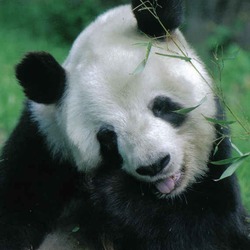 Giant Panda Bear eating