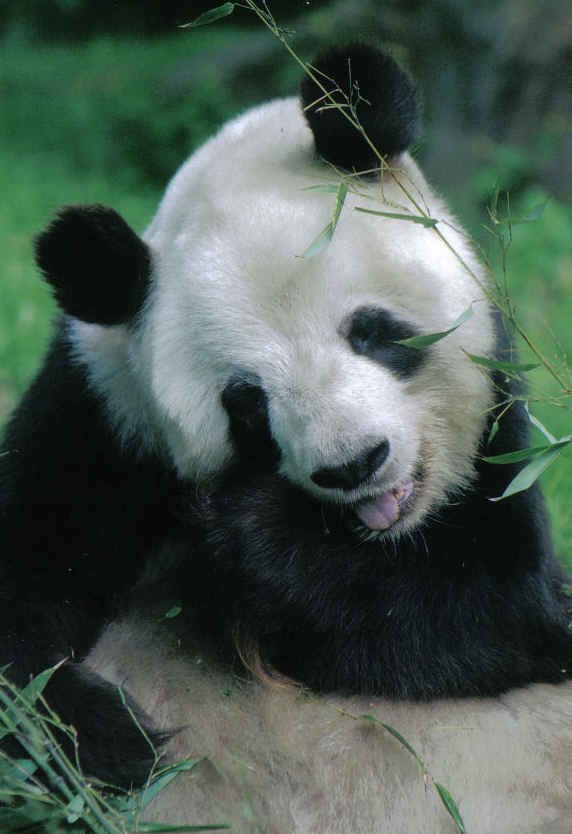 Giant Panda Bear eating