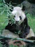 Giant Panda Bear germany eating bamboo