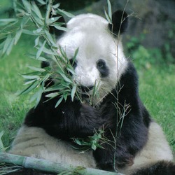 Giant Panda Bear germany eating bamboo