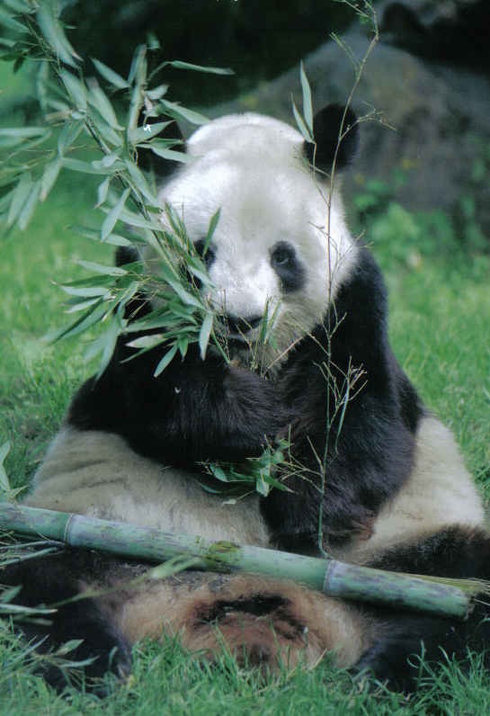 Giant Panda Bear germany eating bamboo