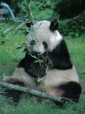 Giant Panda Bear germany yan yan berlin