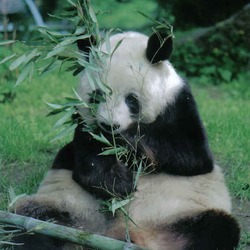 Giant Panda Bear germany yan yan berlin