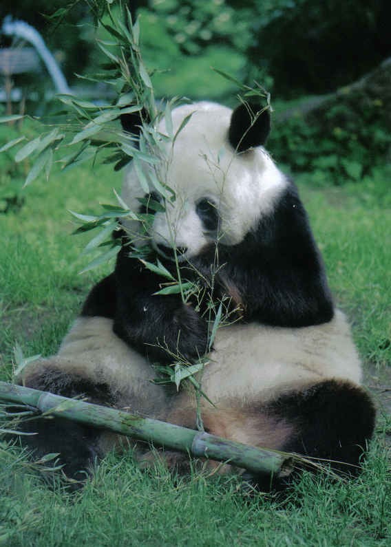 Giant Panda Bear germany yan yan berlin