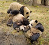 Giant Panda Bear Photo Gallery