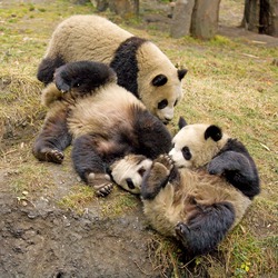 Giant Panda Bear group playing