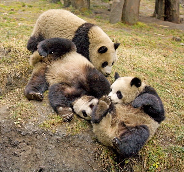 Giant Panda Bear group playing