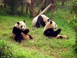 Giant Panda Bear group zoo