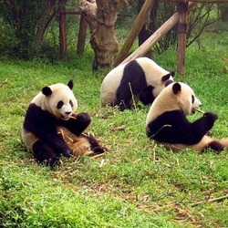 Giant Panda Bear group zoo