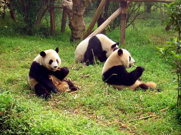 Giant Panda Bear group zoo