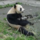 Giant Panda Bear Photo Gallery