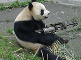 Giant Panda Bear machine gun funny