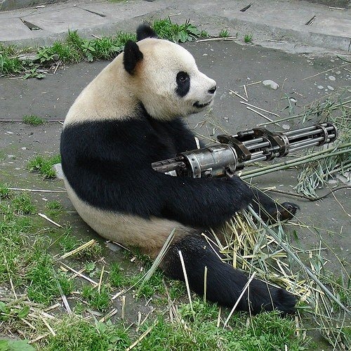Giant Panda Bear machine gun funny